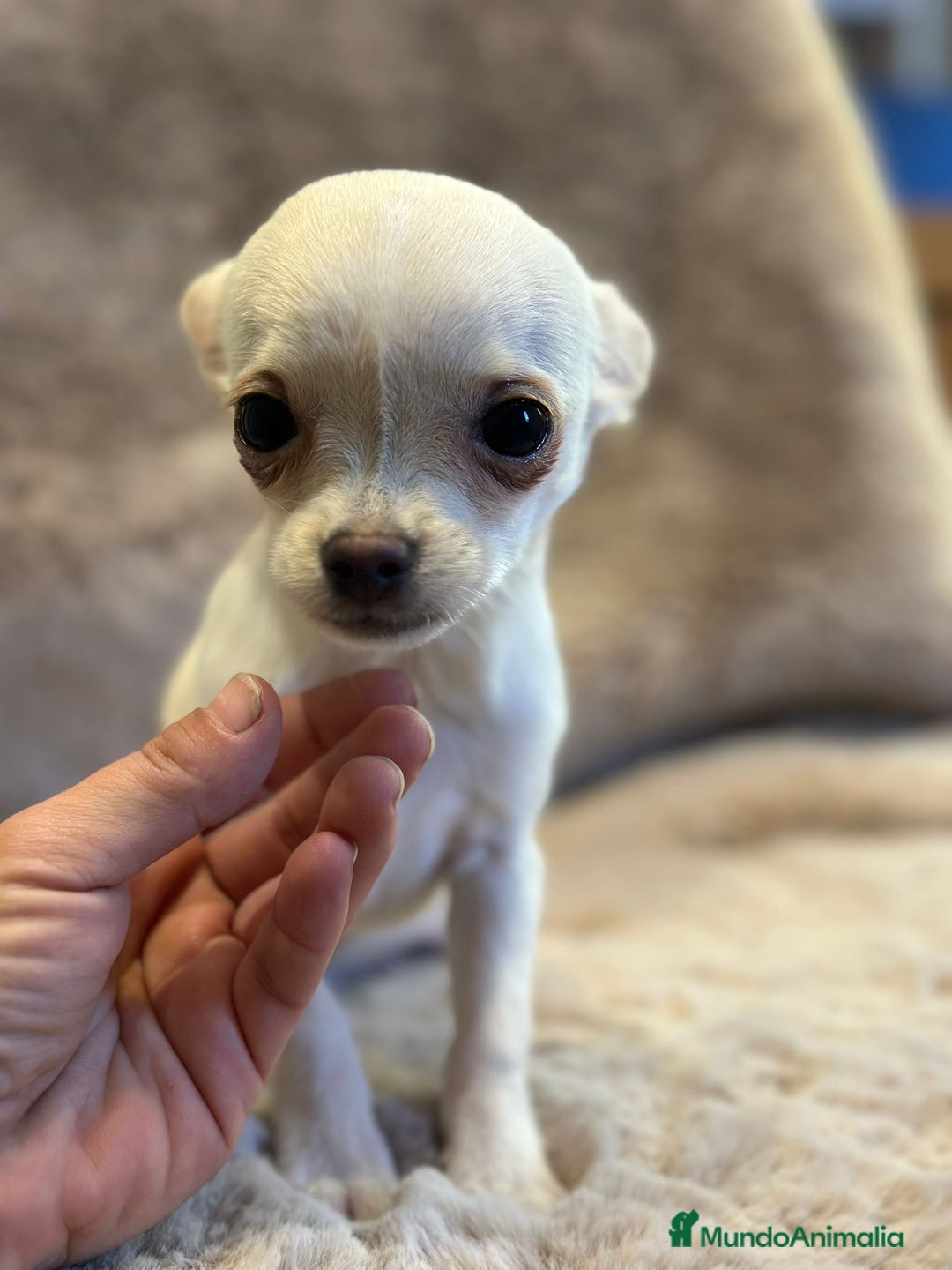 Chihuahua perros en venta: Chihuahua blanco Toy  - Anuncio 5