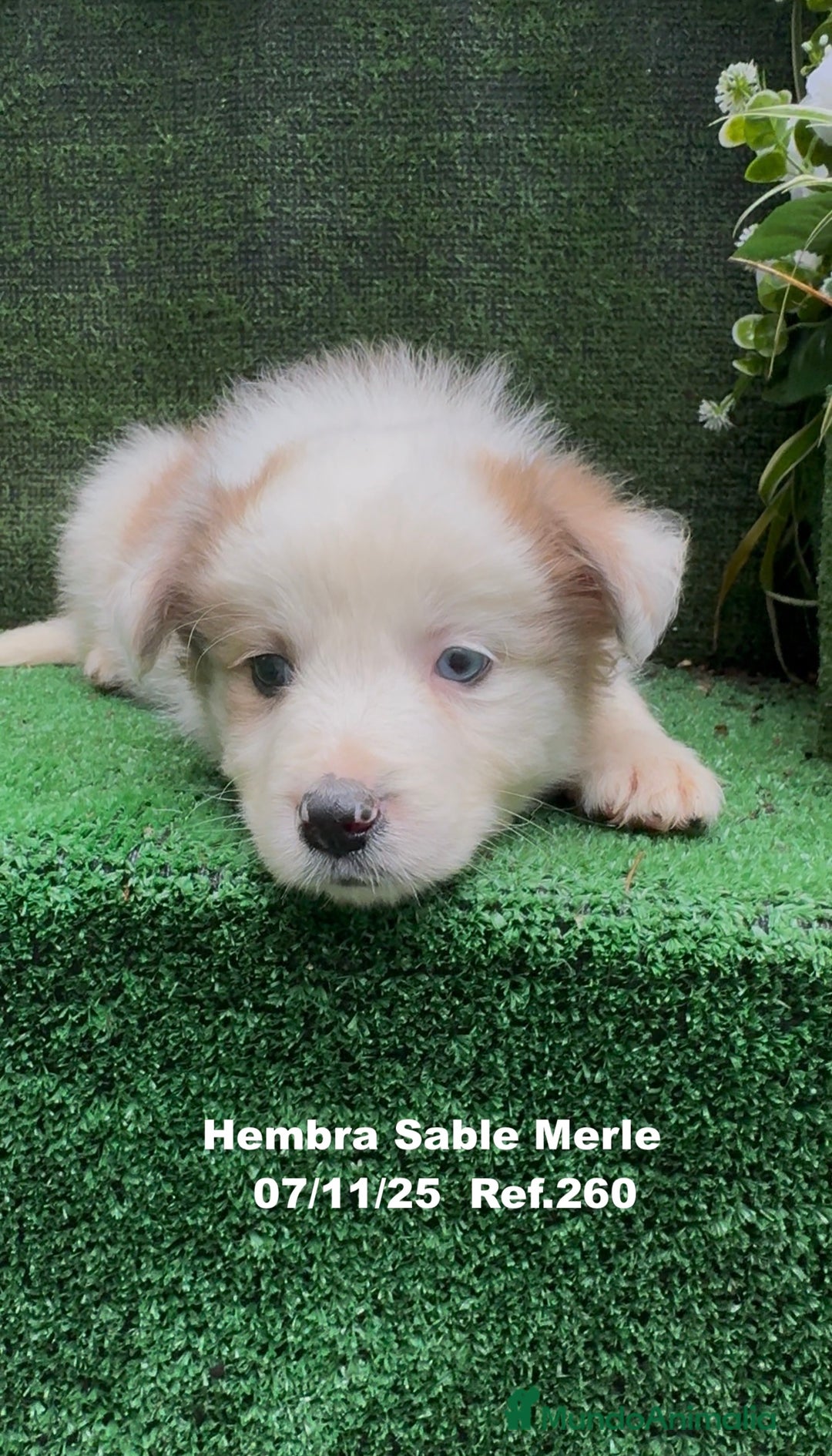 Border Collie perros en venta: Border Collie  - Anuncio 13