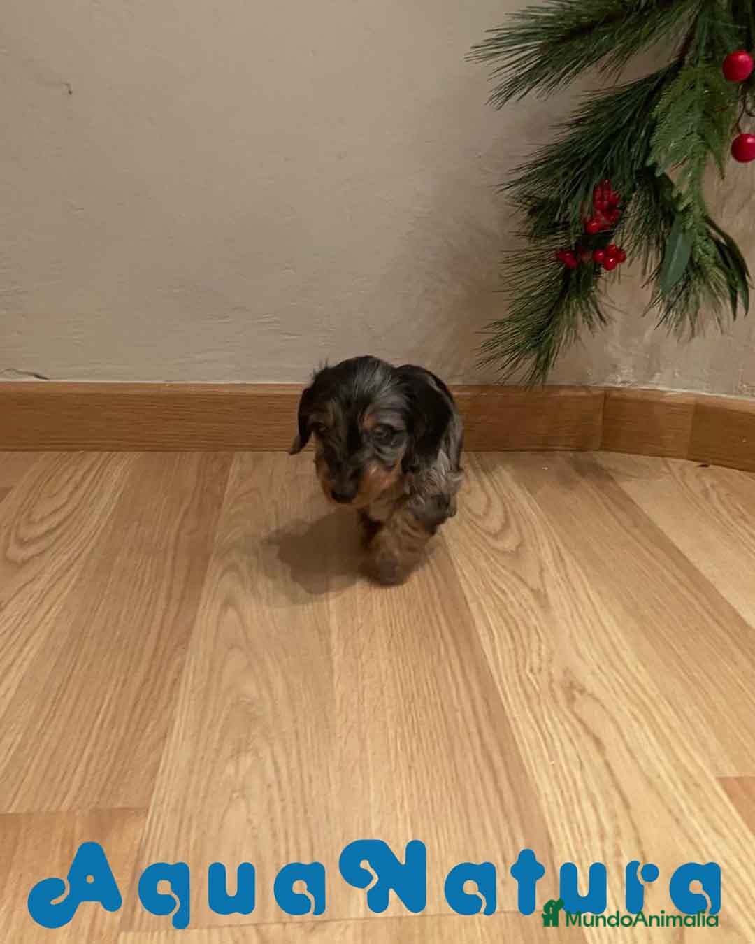 Teckel Miniatura perros en venta: Teckel Macho Pelo Largo 1999 AQUANATURA - Anuncio 3