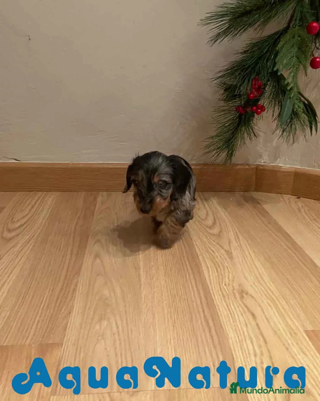 Teckel Miniatura perros en venta: Teckel Macho Pelo Largo 1999 AQUANATURA - Anuncio 3