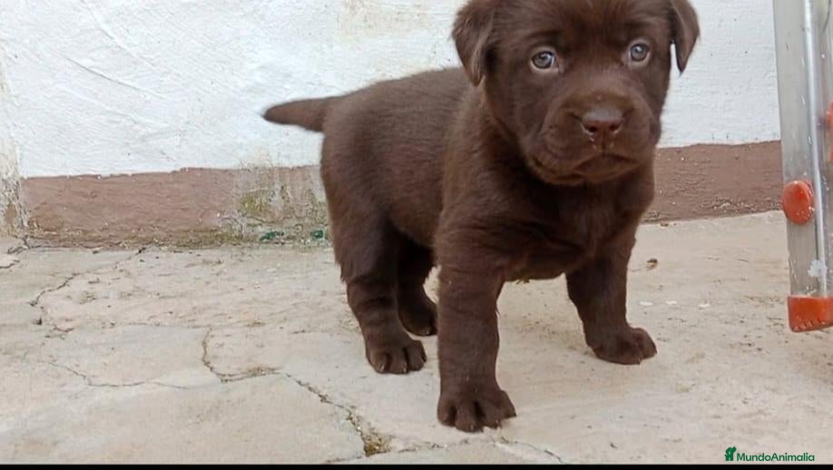 Labrador Retriever perros Labrador Chocolate 641387649 - Anuncio 1