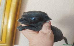 Chihuahua perros en venta: CHIHUAHUAS TOYS BLUE  - Imagen 3
