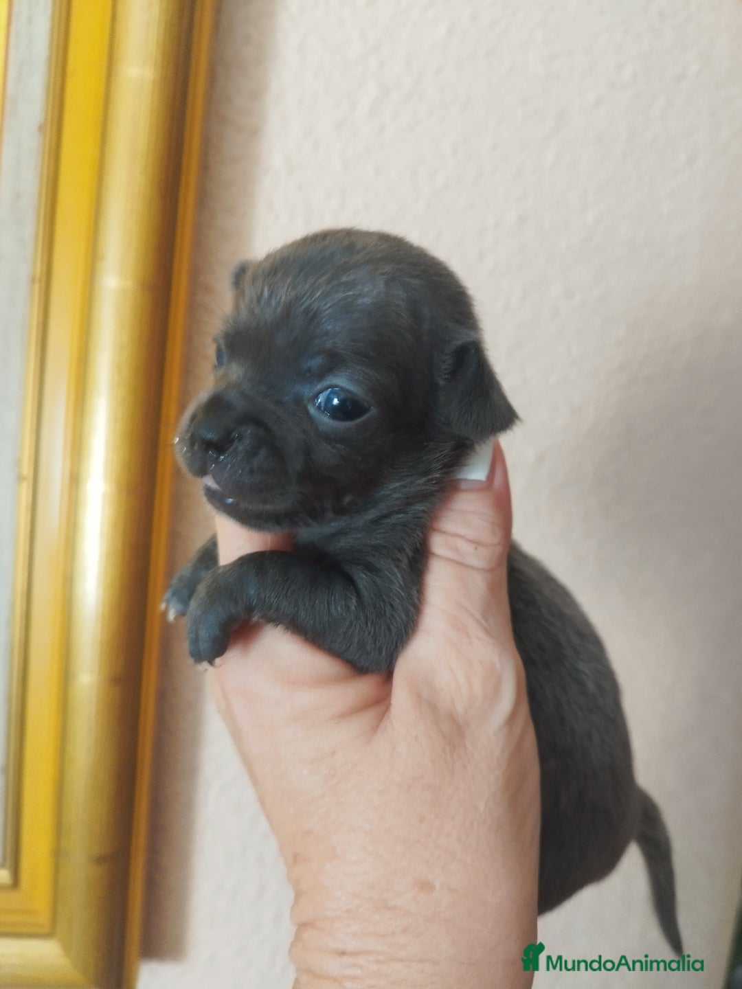 Chihuahua perros en venta: CHIHUAHUAS TOYS BLUE  - Imagen 3