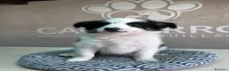 Border Collie perros en venta: Border collie  - Anuncio 5