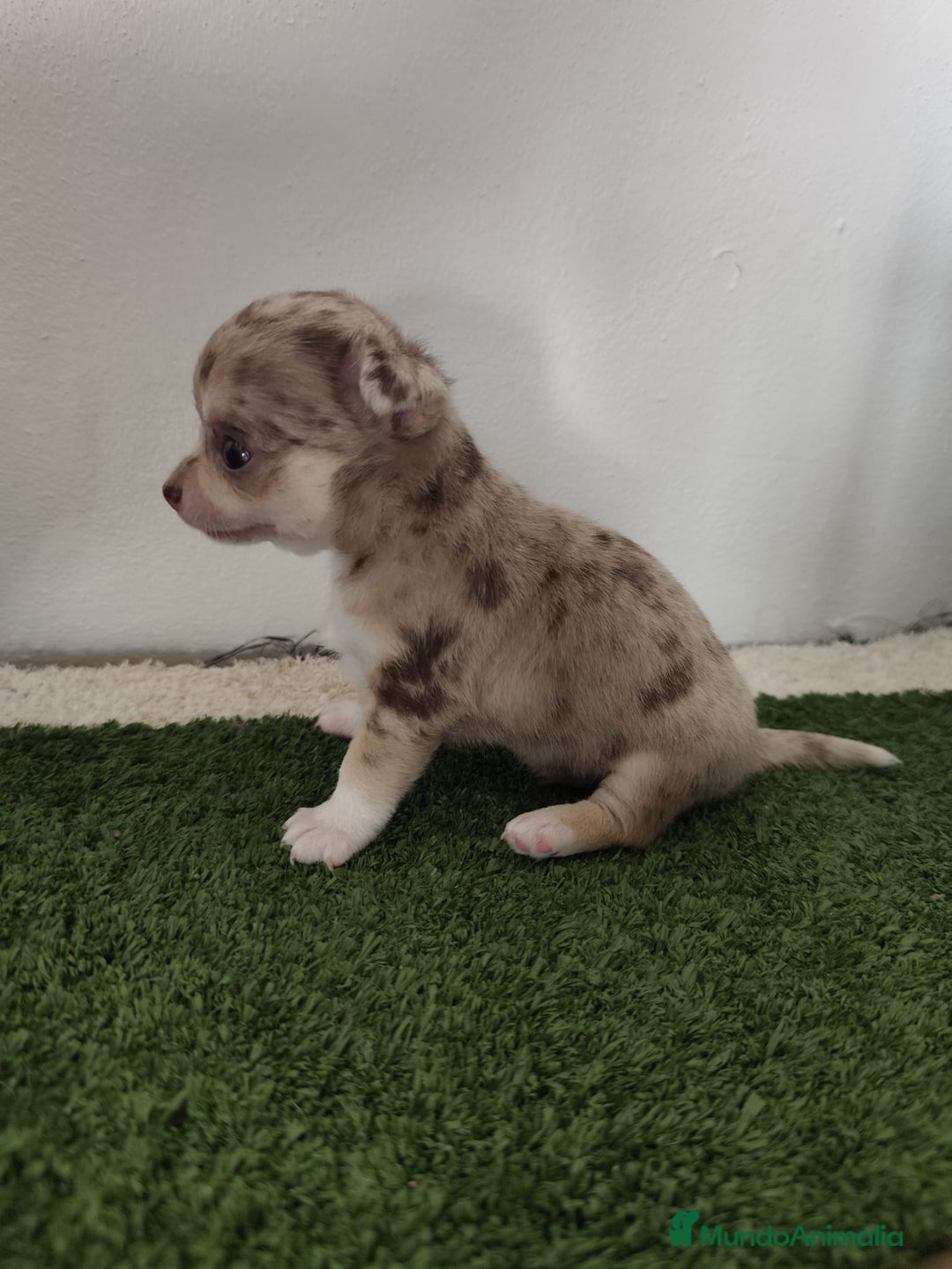 Chihuahua perros en venta: Cachorros de chihuahua - Imagen 3