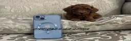 Caniche Toy perros en venta: caniche toy - Anuncio 2
