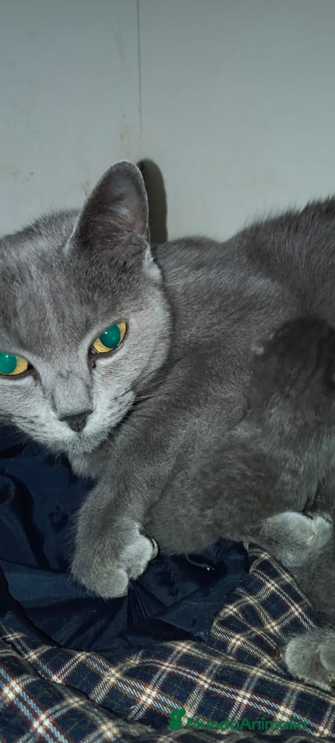 Azul Ruso gatos Azul ruso hembra y macho  - Anuncio 1