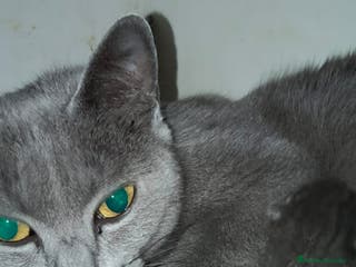 Azul Ruso gatos Azul ruso hembra y macho - Anuncio 1