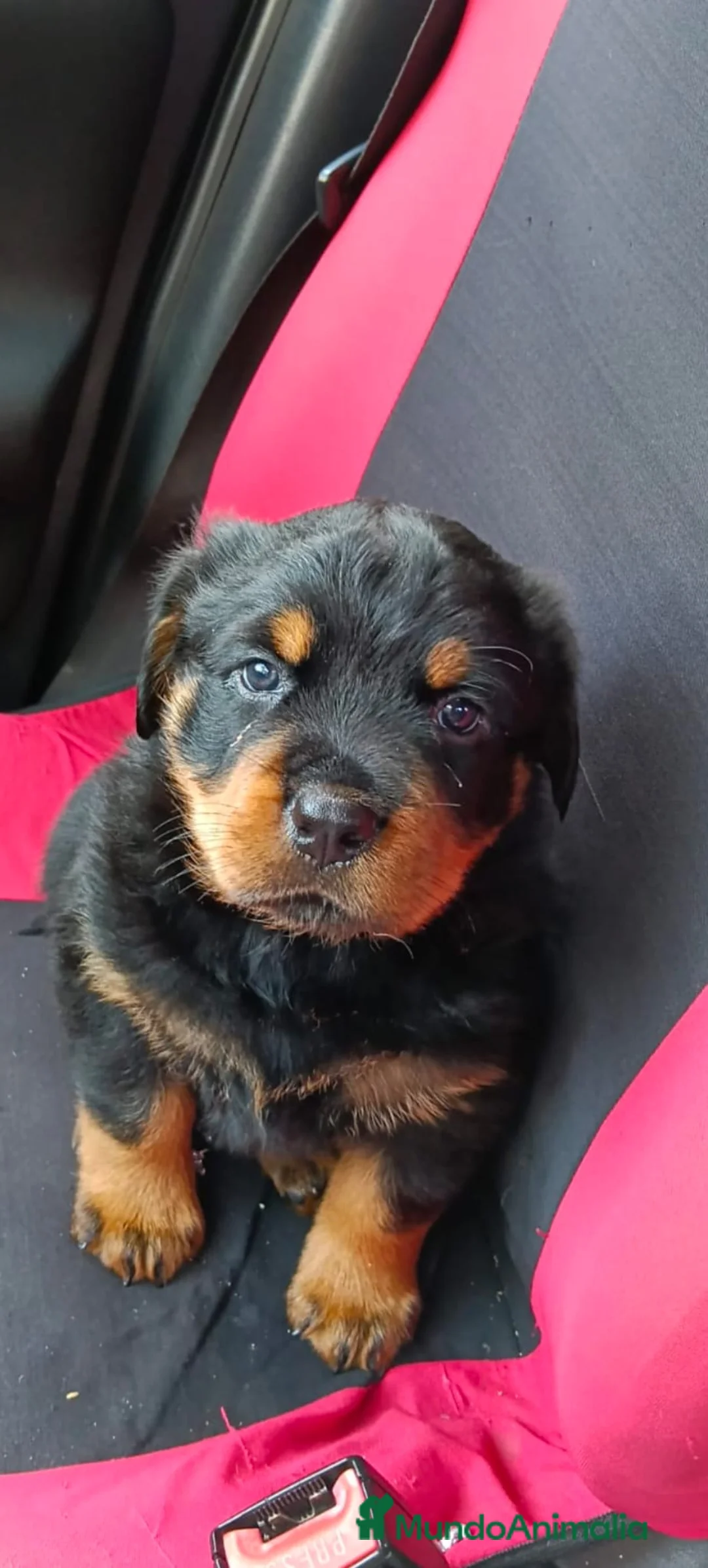 Rottweiler perros en venta: Especatacilar mscho disponible para entregar ya  - Anuncio 1