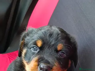 Rottweiler perros Especatacilar mscho disponible para entregar ya - Anuncio 3