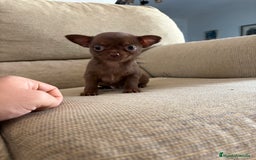 Chihuahua perros en venta: Chihuahua Toy cabeza de manzana  - Anuncio 1