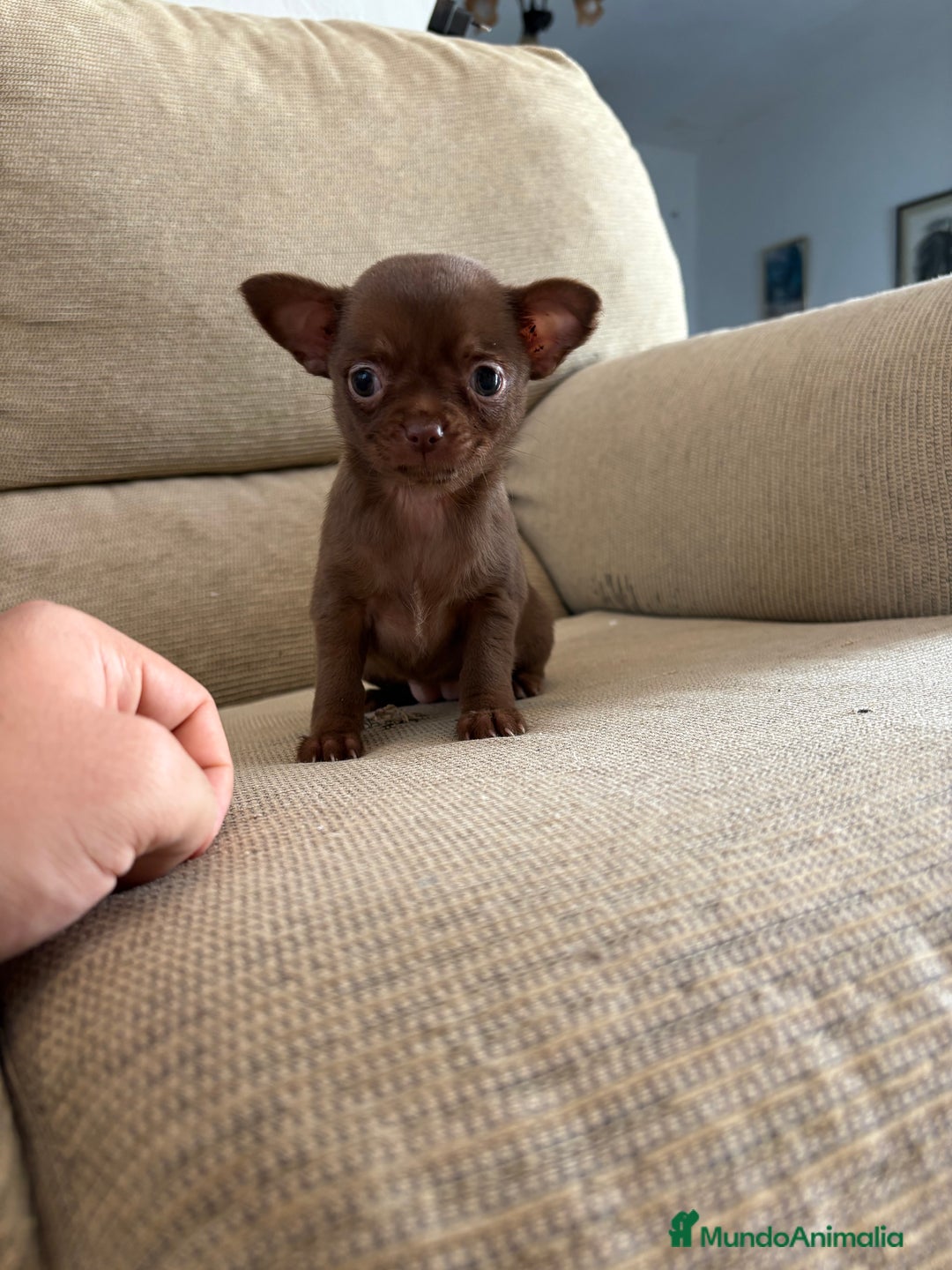 Chihuahua perros en venta: Chihuahua Toy cabeza de manzana  - Anuncio 1
