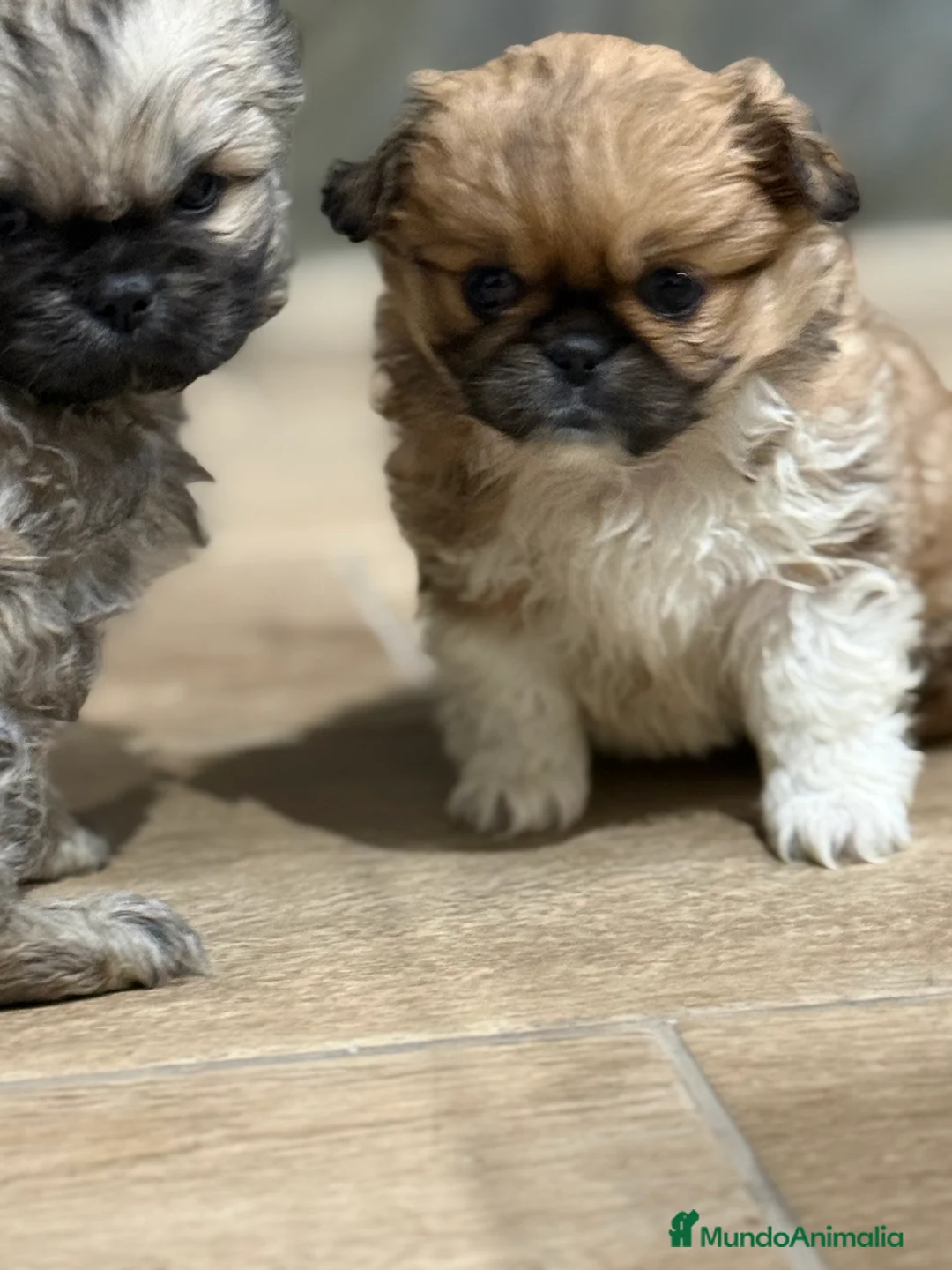 Pekinés perros en venta: Pekines imperial - Anuncio 1