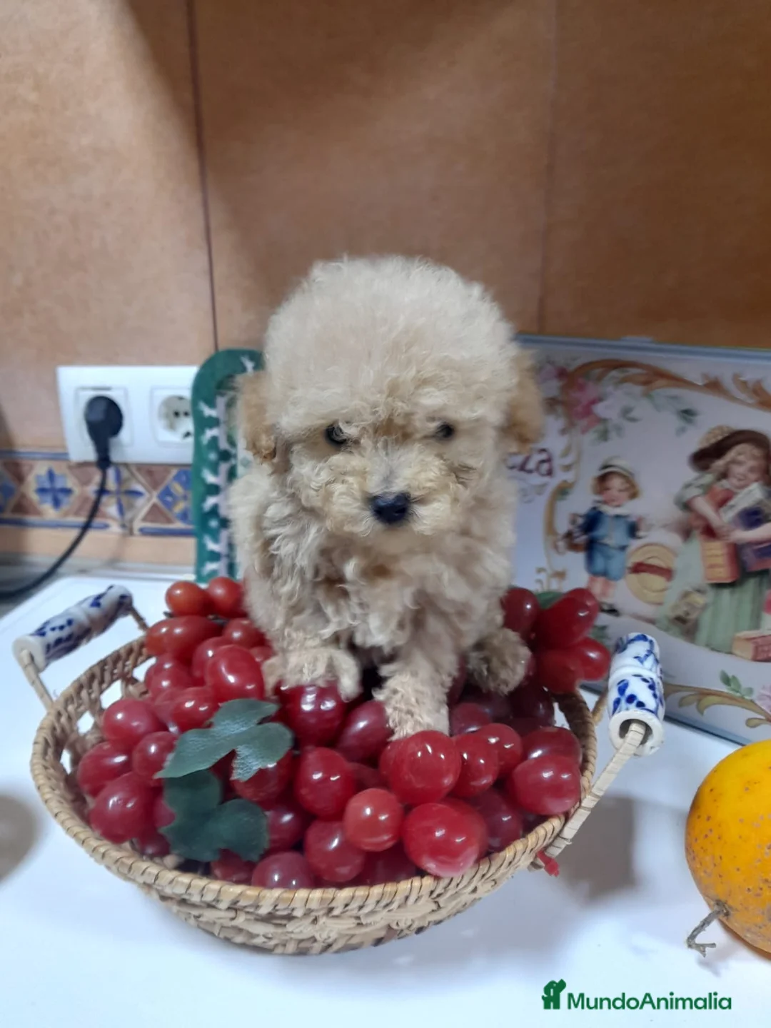 Caniche Toy perros en venta: IMPRESIONANTES CANICHES TOYS 😍🐶 en Madrid - Anuncio 6