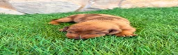 Teckel Miniatura perros en venta: Teckel Miniatura merle chocolate - Anuncio 6