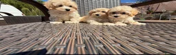 Maltipoo perros en venta: Maltipoo disponibles machos !!! - Anuncio 1
