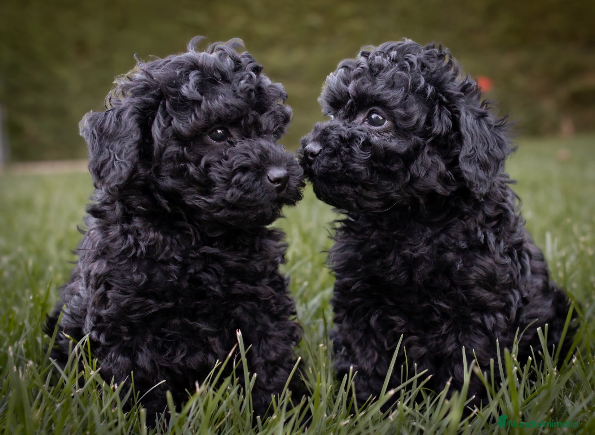 Caniche Toy perros Caniches Toy color negro  - Anuncio 1
