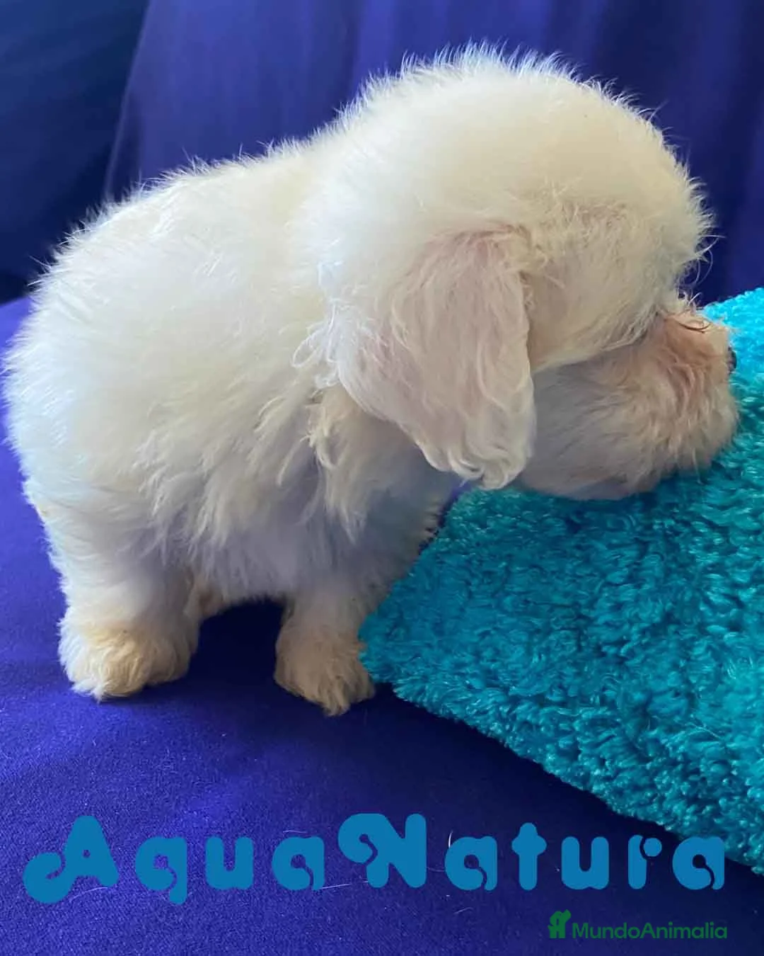 Bichón Habanero perros en venta: Bichon Habanero Hembra 6938 de Locaty - AQUANATURA en Barcelona - Anuncio 6