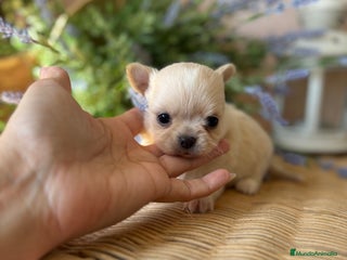 Chihuahua perros - Anuncio 1