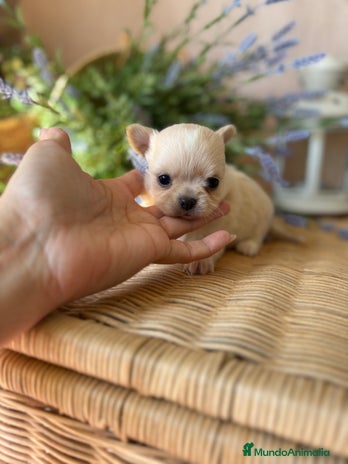 Chihuahua perros - Anuncio 1