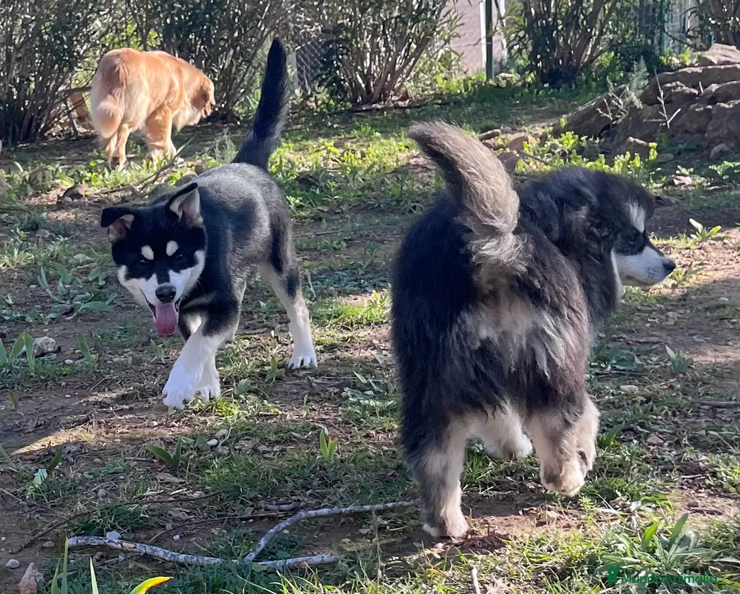 Pomsky perros en venta: Pomsky mini  - Anuncio 2