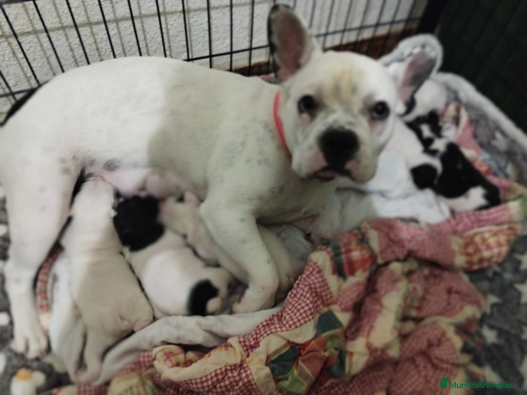 Bulldog Francés perros en venta: Bulldog Francés vaquitas  - Anuncio 4