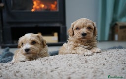 Maltipoo perros en venta: 🐾 Kepy & Harry – Maltipoo crema suave 🌾✨ - Anuncio 8