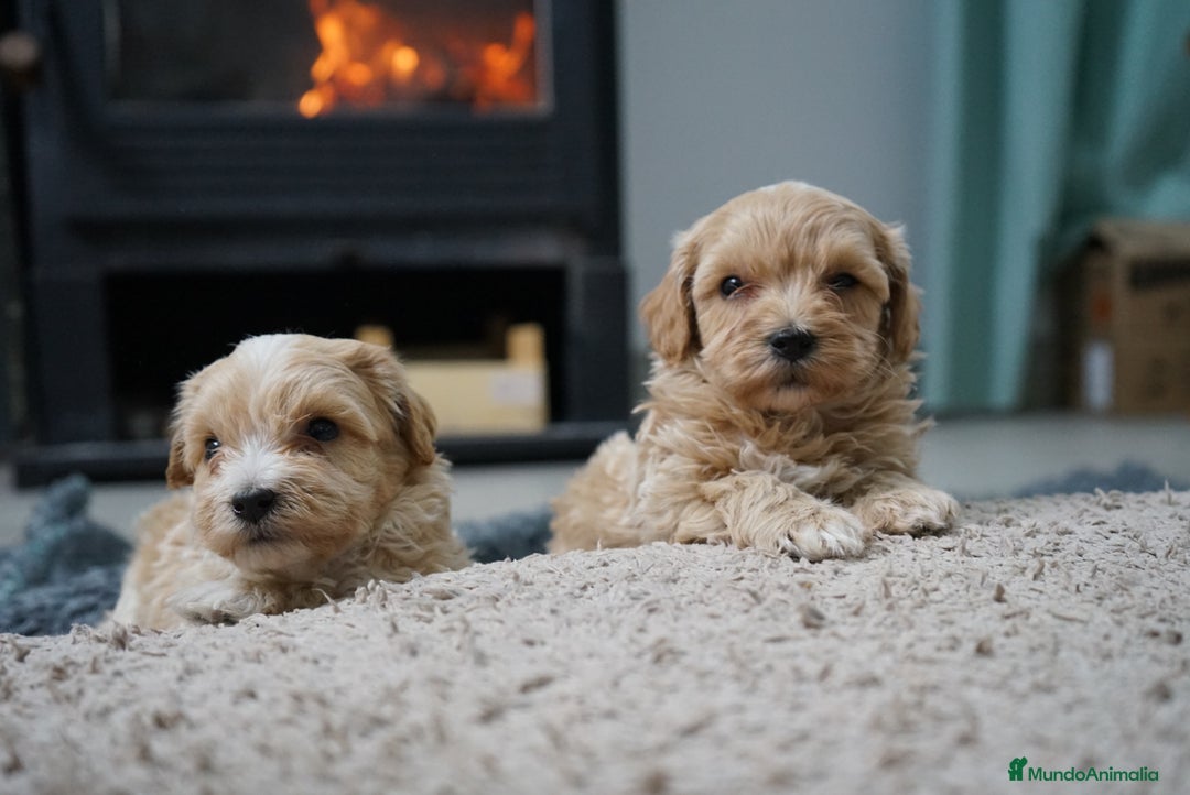 Maltipoo perros en venta: 🐾 Kepy & Harry – Maltipoo crema suave 🌾✨ - Anuncio 8