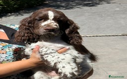 English Springer Spaniel perros en venta: Cachorros Springer Spaniel Inglés bco/hígado. - Imagen 2