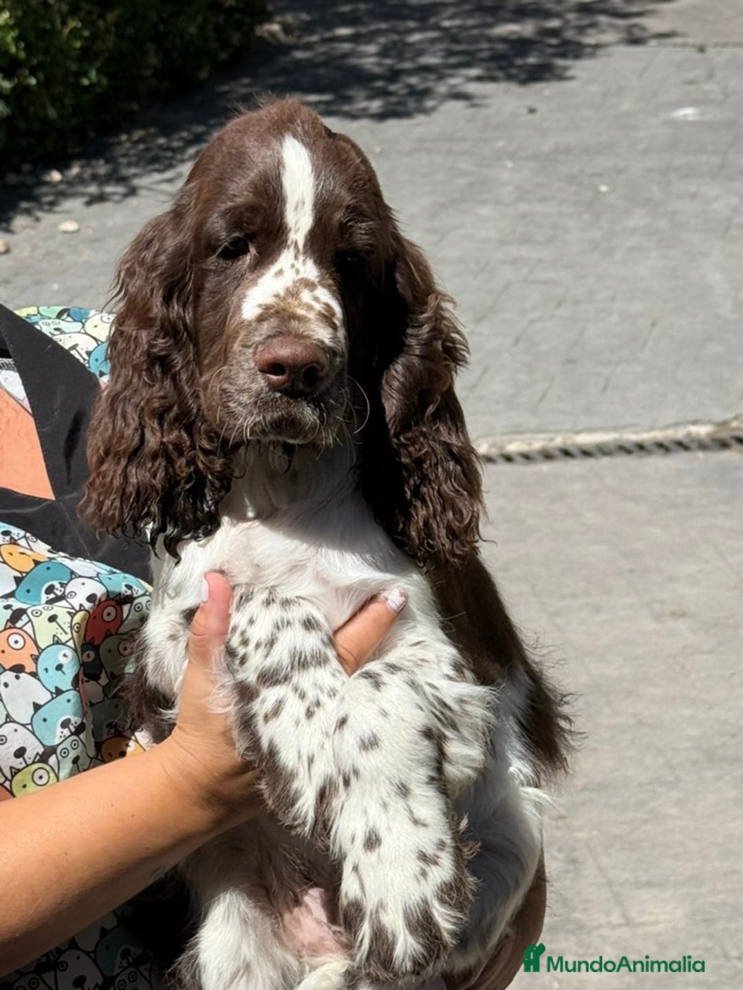 English Springer Spaniel perros en venta: Cachorros Springer Spaniel Inglés bco/hígado. - Imagen 2