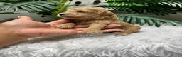 Caniche Enano perros en venta: CANICHE ENANO - Anuncio 27