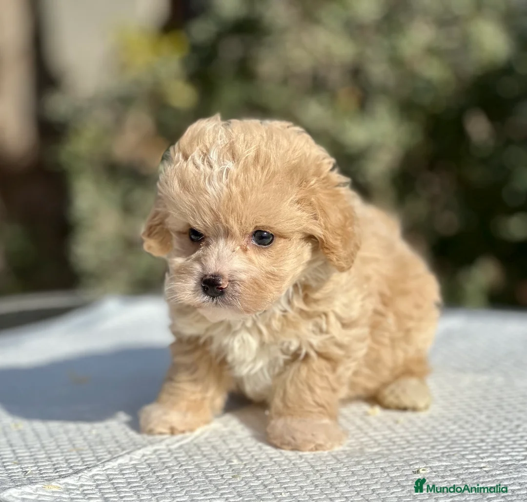Maltipoo perros en venta: MALTIPOO TOY MACHITOS en Barcelona - Anuncio 2