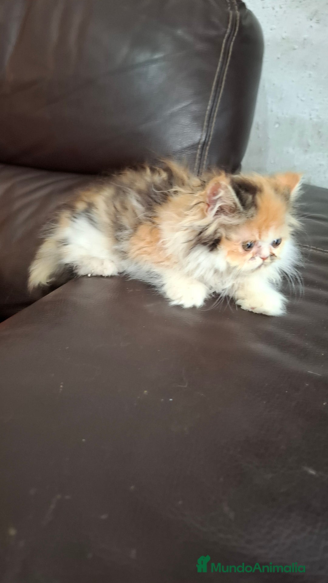 Persa gatos en venta: Gatos persas - Imagen 2