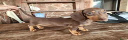 Teckel perros en venta: Teckel kanichen precio real. - Anuncio 18