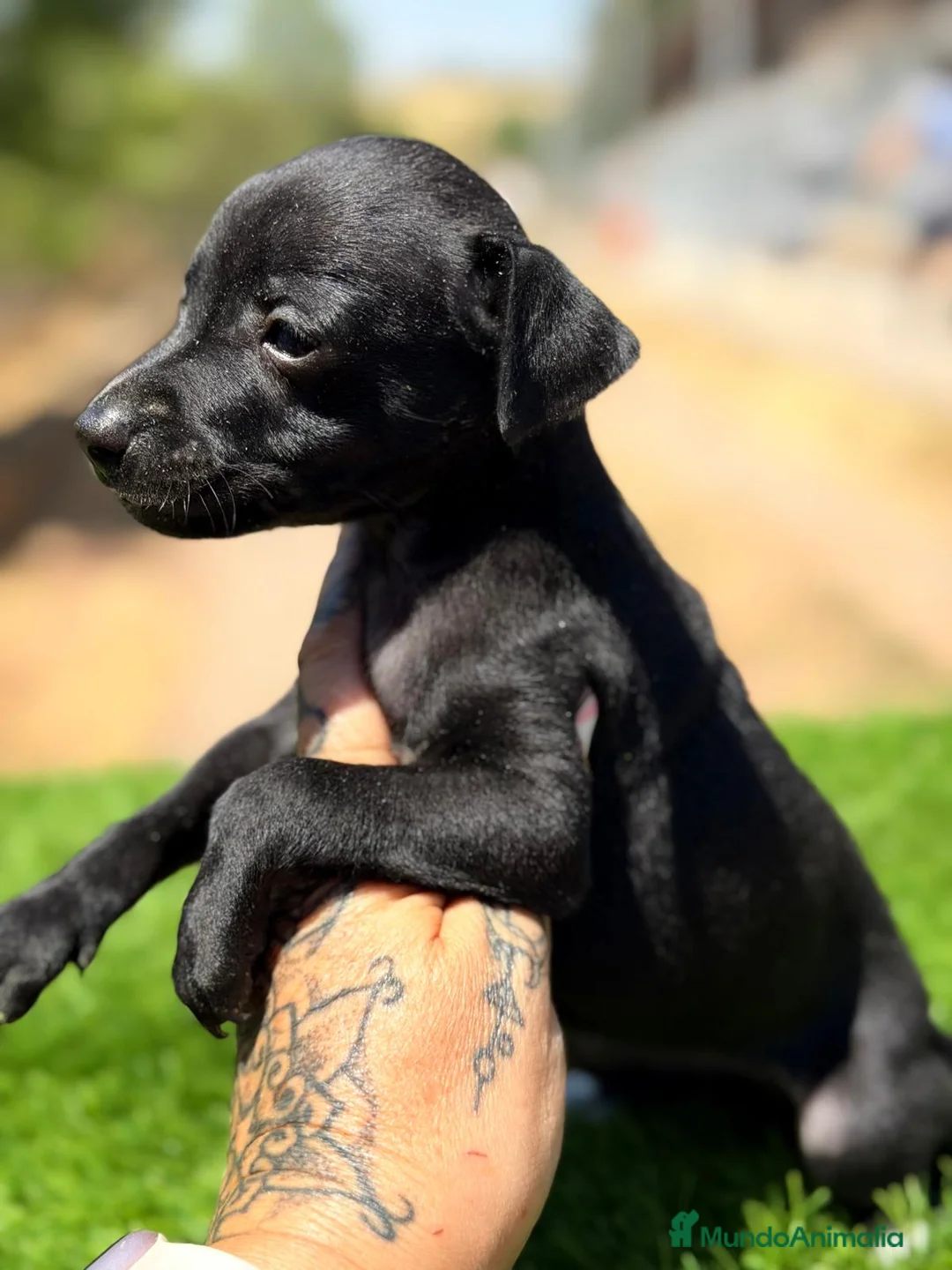 Pequeño Lebrel Italiano perros en venta: PICCOLO GALGO ITALIANO NEGRO - Anuncio 2