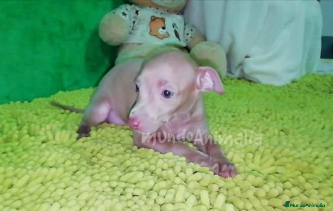 Imagen de galería {{count}}