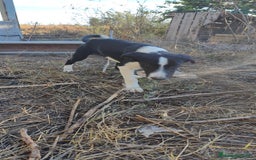 Border Collie perros en venta: Últimos border collie disponibles - Imagen 11