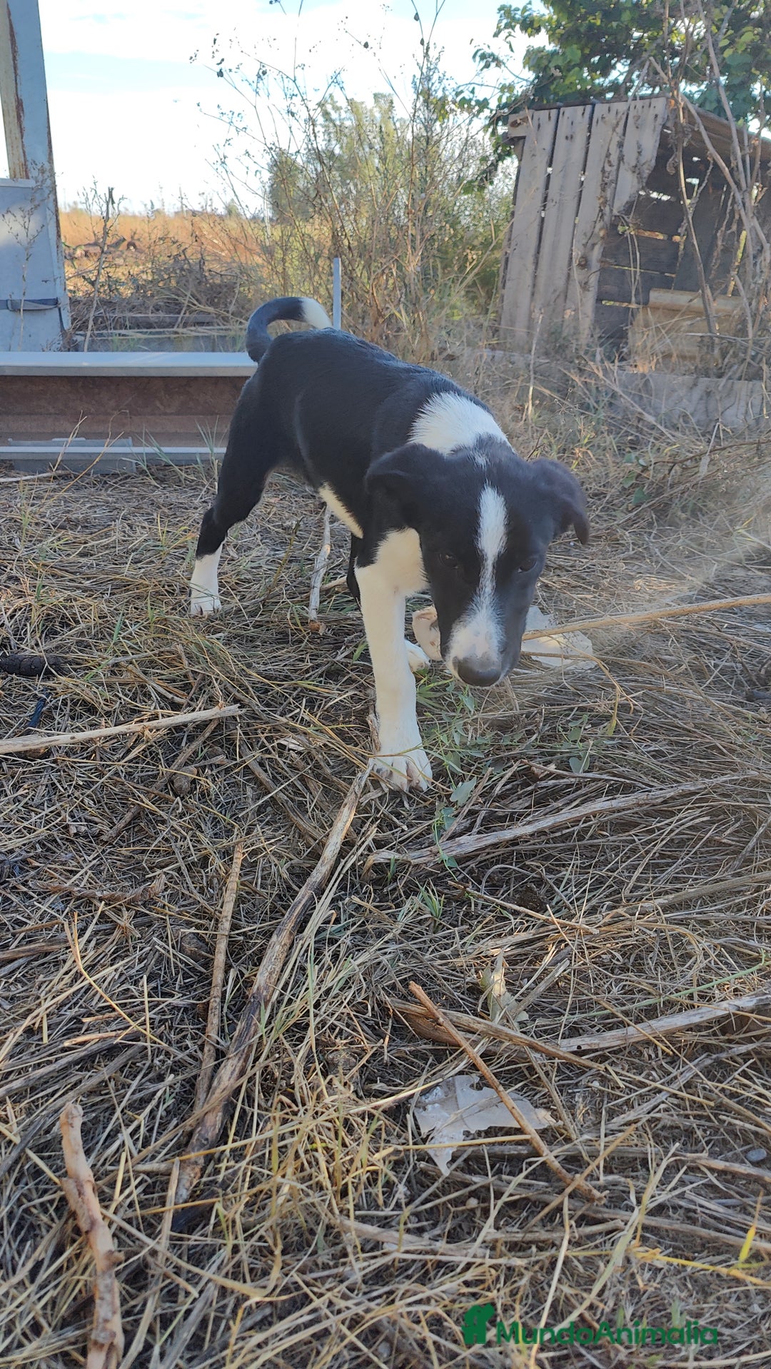 Border Collie perros en venta: Últimos border collie disponibles - Imagen 11