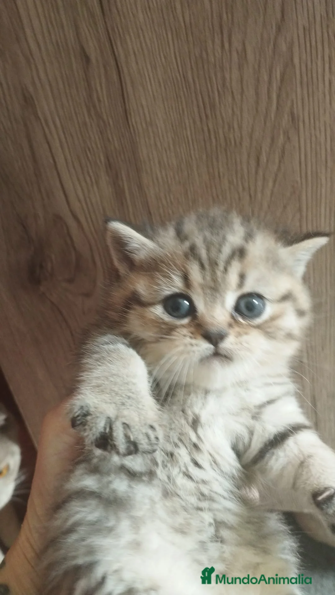 Británico de Pelo Corto gatos en venta: British shorthair tabby - Anuncio 1