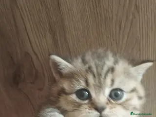 Británico de Pelo Corto gatos British shorthair tabby - Anuncio 1