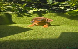 Teckel Miniatura perros en venta: teckel miniatura  - Imagen 22