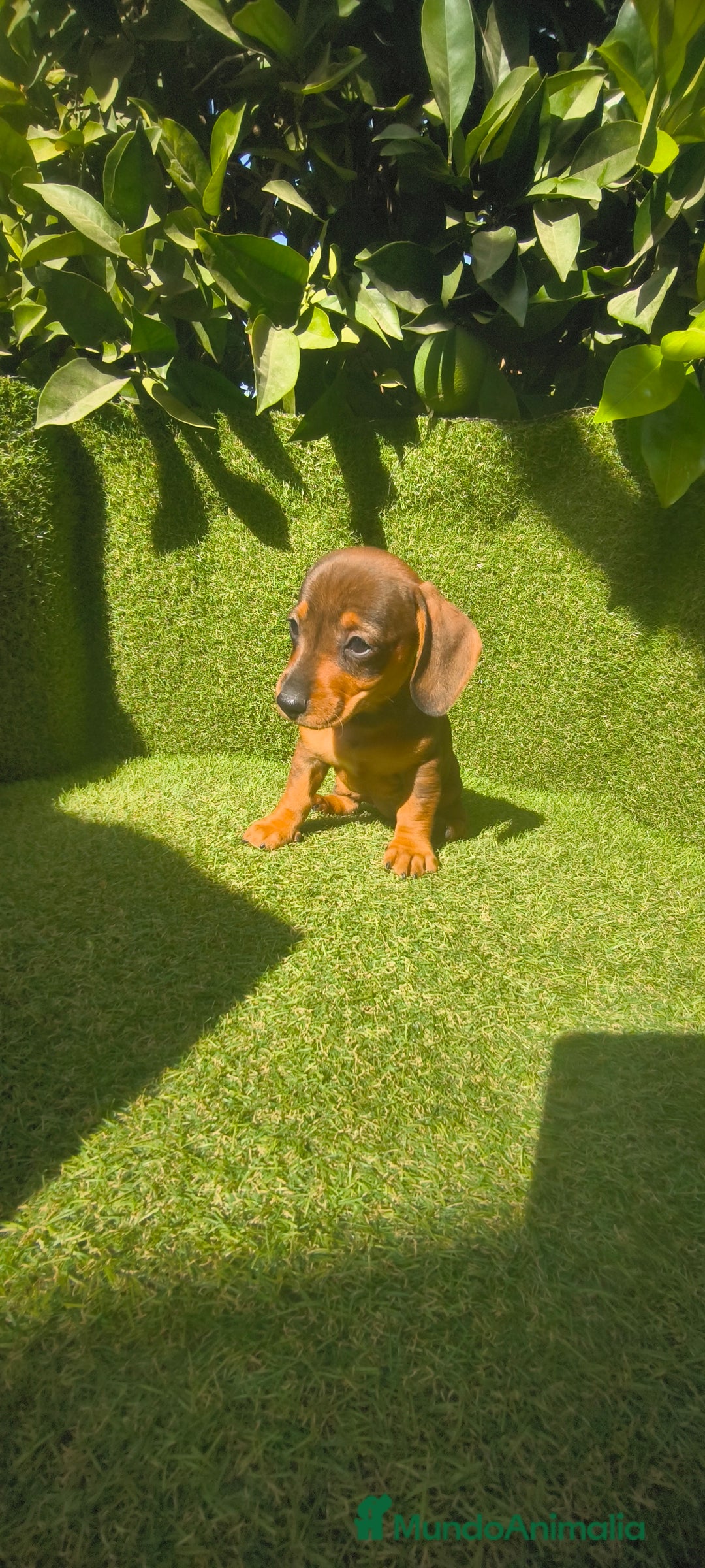 Teckel Miniatura perros en venta: teckel miniatura  - Imagen 22