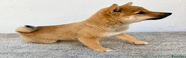 Shiba Inu 1