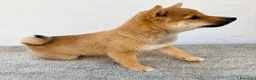 Shiba Inu perros en venta: Shiba Inu en Madrid - Anuncio 4