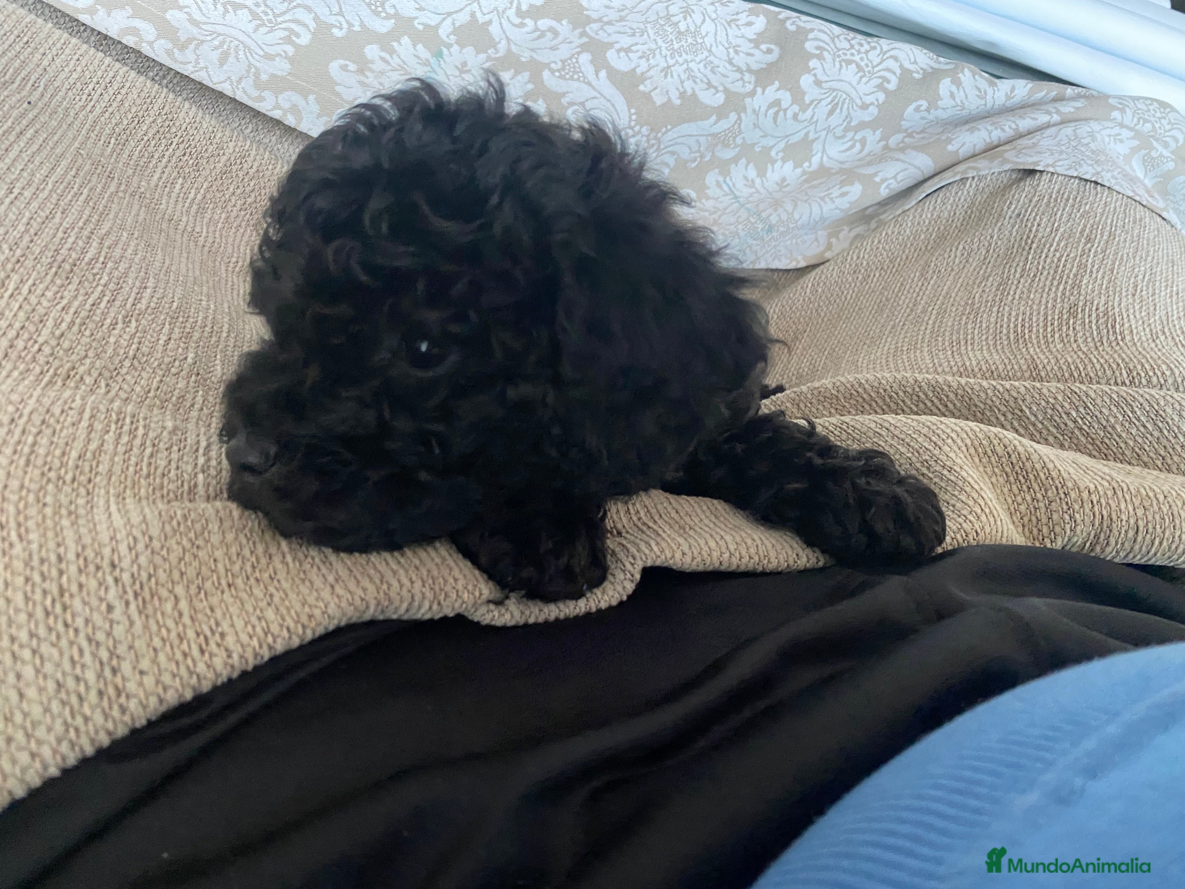 Caniche Toy perros Caniche Toy - Anuncio 2