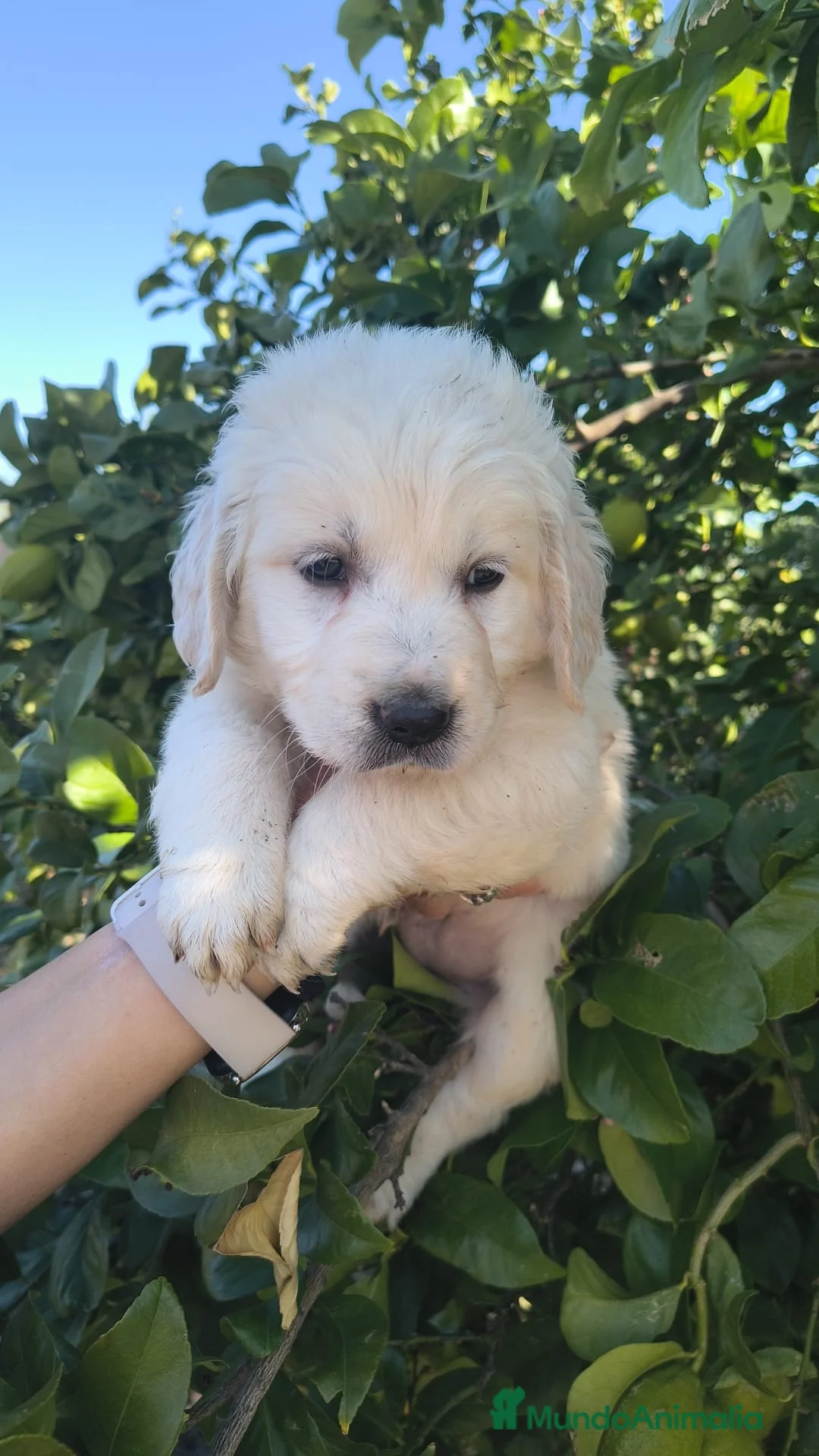 Golden Retriever perros en venta: Últimos machos disponibles!! No te quedes sin el! - Anuncio 2