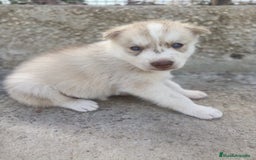 Husky Siberiano perros en venta: HUSKY - Imagen 1