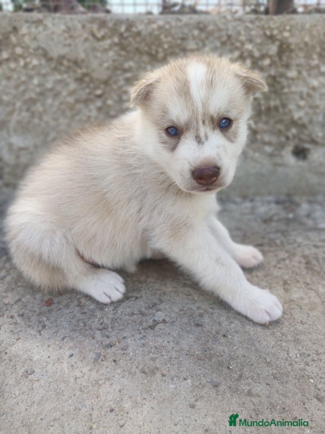 Husky Siberiano perros en venta: HUSKY - Imagen 1