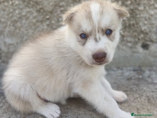 Husky Siberiano perros - Anuncio 3