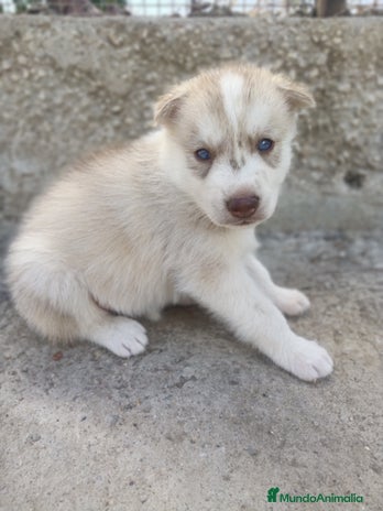 Husky Siberiano perros - Anuncio 2